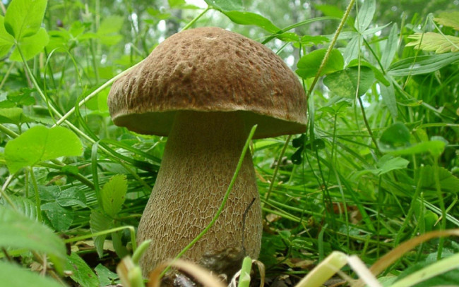 Обои картинки фото природа, грибы, трава, белый, гриб