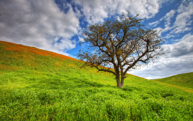 Обои картинки фото spring, tree, природа, деревья, холм, дерево, трава