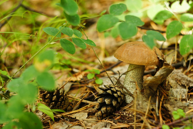 Обои картинки фото природа, грибы, подберезовик, ветки, листья, шишка