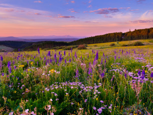 Картинка white river plateau colorado природа луга колорадо цветы пейзаж