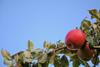 Картинка природа плоды ветка яблоко