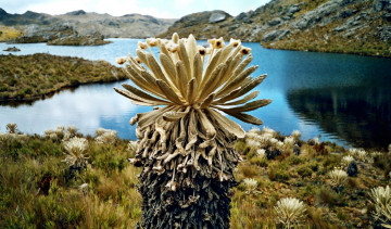 Картинка природа реки озера горы озеро трава кактусы