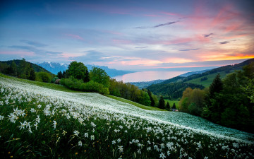 Картинка природа луга трава холмы панорама цветы луг