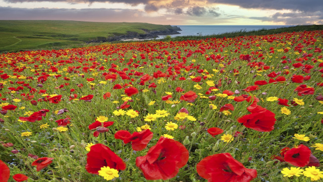 Обои картинки фото cornwall, england, природа, луга, корнуолл, англия, побережье, цветы, маки, ромашки