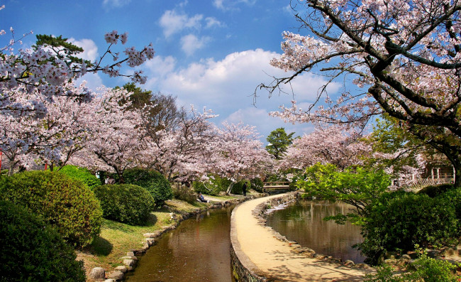 Обои картинки фото природа, парк, деревья, цветущая, сакура, канал, пруд