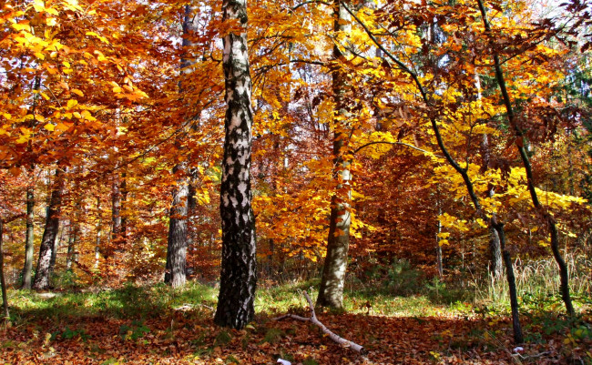 Обои картинки фото природа, лес, березы, листва, желтые, кроны, осень