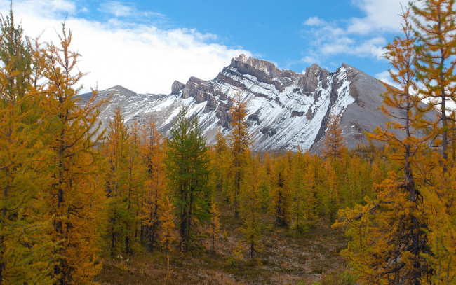 Assiniboine Forest