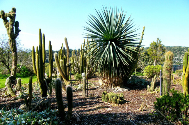 Обои картинки фото cactus, garden, природа, парк, трава, кактусы