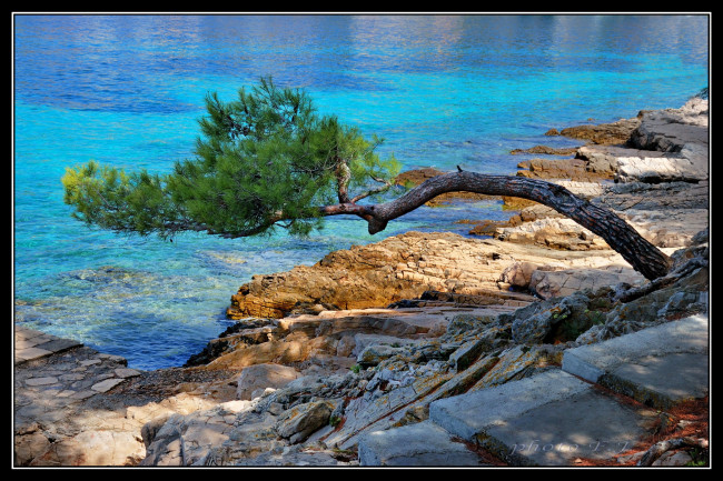 Обои картинки фото природа, деревья, камни, вода, берег, сосна