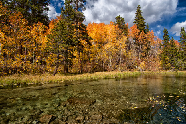 Обои картинки фото природа, реки, озера, озеро, осень, лес, деревья, дно