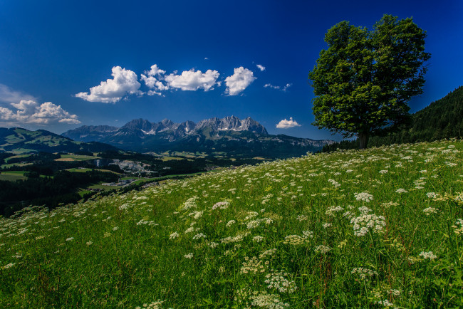 Обои картинки фото kitzb&, 252, hel, austria, природа, пейзажи, луг, цветы, горы, дерево, альпы, тироль, австрия, kitzbuhel, tyrol, alps, кицбюэль