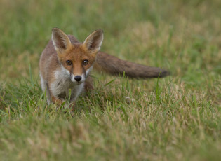 Картинка животные лисы луг лисичка