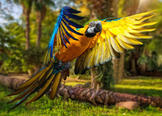 Картинка животные попугаи птицы parrots перья
