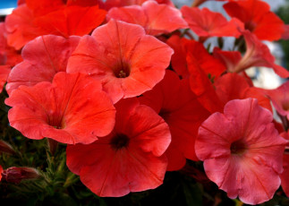 Картинка цветы петунии +калибрахоа красный