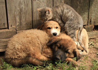 Картинка животные разные+вместе кошка щенки друзья