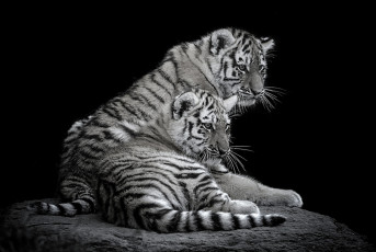 Картинка животные тигры тигрята