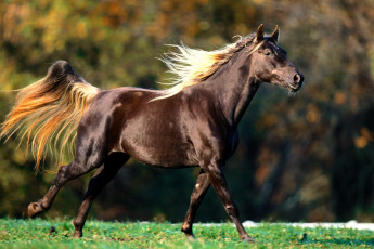 Картинка животные лошади конь галоп трава луг
