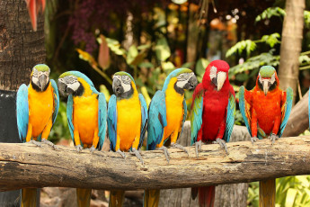 Картинка животные попугаи parrots перья птицы