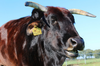 Картинка животные коровы +буйволы бык голова рога