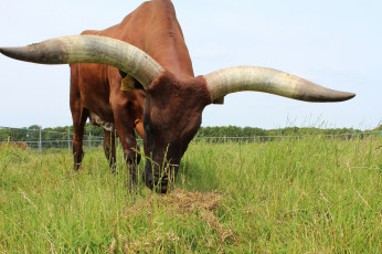 Картинка животные коровы +буйволы луг бык рога