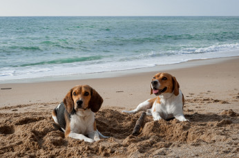 Картинка животные собаки пляж песок