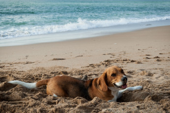 Картинка животные собаки пляж песок пес