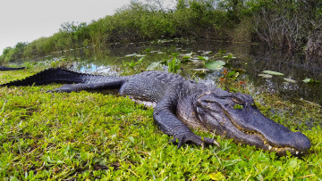 Картинка животные крокодилы река берег трава крокодил