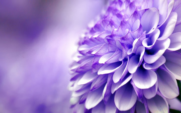 Картинка цветы хризантемы цветок макро фиолетовый хризантема