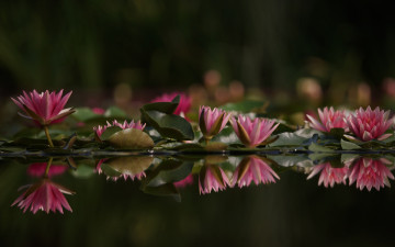 Картинка цветы лилии+водяные +нимфеи +кувшинки листья водяные лилии озеро вода
