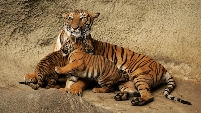 Обои картинки фото животные, тигры, тигрица, детеныши