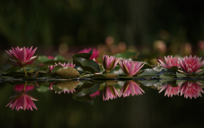 Обои картинки фото цветы, лилии водяные,  нимфеи,  кувшинки, листья, водяные, лилии, озеро, вода