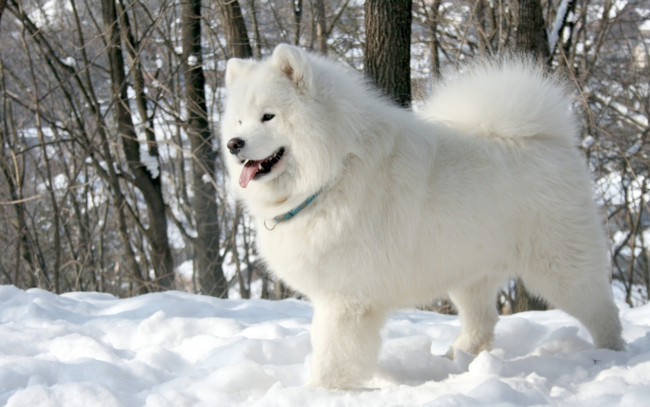 Обои картинки фото животные, собаки, белый, собака, язык, samoyed, самоед, деревья, снег