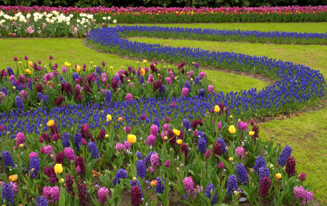 Обои картинки фото цветы, разные вместе, тюльпаны, гиацинты, кекенхоф, keukenhof, нидерланды