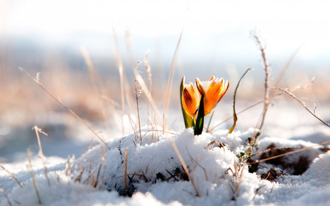 Обои картинки фото цветы, крокусы, снег, крокус, желтый, цветок