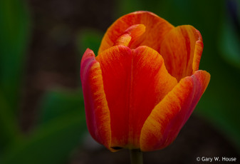Картинка цветы тюльпаны оранжевый