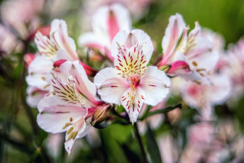 Картинка цветы альстромерия альстамерия цветение букет