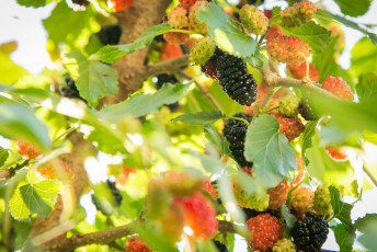 Картинка природа Ягоды тутовник ягоды дерево ветки листья