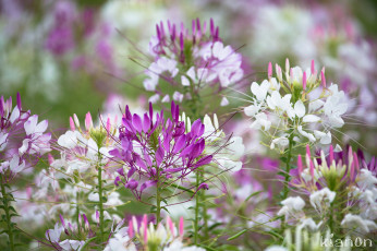 Картинка цветы клеомы фиолетово-белый цветок цветение