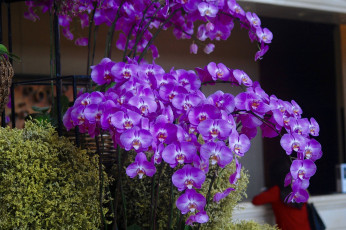обоя цветы, орхидеи, flowers, flowering, orchids, цветение