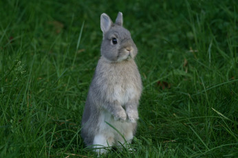 Картинка животные кролики +зайцы трава забавный ушки кролик