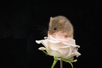 обоя животные, крысы,  мыши, макро, мышка, роза, фон