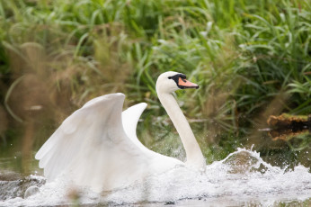 Картинка животные лебеди белый крылья красота лебедь вода