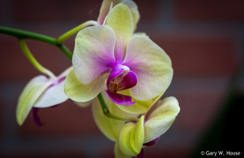 Картинка цветы орхидеи орхидея