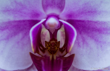 Картинка цветы орхидеи розовая