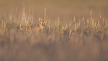 Картинка животные лисы лиса поле фон трава