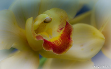 обоя цветы, орхидеи, жёлтая