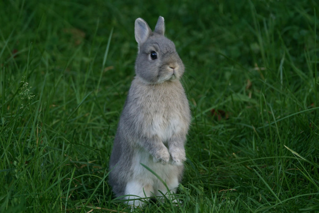 Обои картинки фото животные, кролики,  зайцы, трава, забавный, ушки, кролик