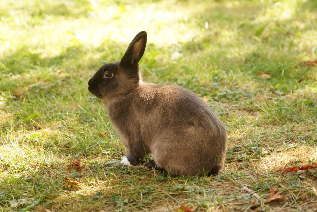 Обои картинки фото животные, кролики,  зайцы, забавный, ушки, трава, кролик