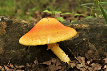обоя природа, грибы, оранжевая, шляпка