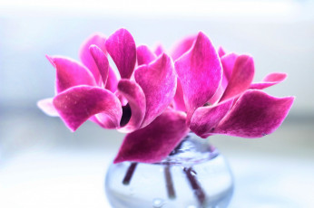 Картинка цветы цикламены лиловый цикламен букет макро